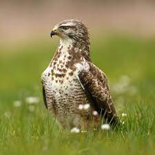 De buizerd is een vleeseter. Soorten Roofvogels Die Tuinen Bezoeken Op Zoek Naar Prooien Zoals Torenvalk Havik Slechtvalk Sperwer En Buizerd