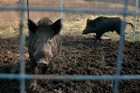 Feral hog control: 8 years, some progress, $2.5B damage/year | The  Independent