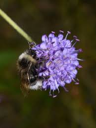 Image result for Bombus norvegicus