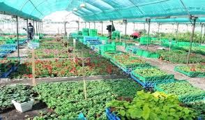 تركيب مظلات مشاتل من مؤسسة ابتكار التظليل Plants