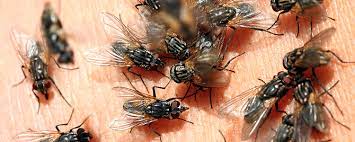 Fly Lifespan Fantastic Pest Control