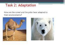 They can swim for several hours at a time over long distances. Year 7 White Adaptations What Does Adaptation Mean