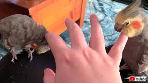片手で2羽のオカメインコを愛でるには？「両手に花」ならぬ「両指に鳥」の極上あったかタイムをどうぞ : カラパイア