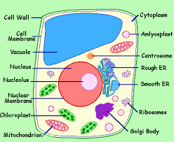 We did not find results for: Replenishment Of Nutrients In The Soil Class 7 Nutrition In Plants Science Biology Projects Nutrition In Plants Cells Project