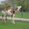 How much does a camel ride cost in egypt? 1