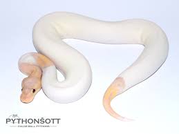 Check spelling or type a new query. Piebald Super Banana Morph List World Of Ball Pythons