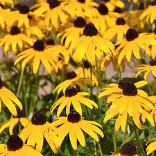 Black Eyed Susan Rudbeckia Fulgida Goldsturm High Country Gardens
