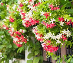 We did not find results for: 15 Fantastic Florida Vines Photos Garden Lovers Club