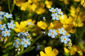 Are you born in september? Why I Kill Forget Me Nots Whenever I Can And You Should Too Anchorage Daily News