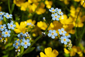 In 1917, the flower became the official alaska state flower. Why I Kill Forget Me Nots Whenever I Can And You Should Too Anchorage Daily News