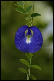Pin On Floriculture