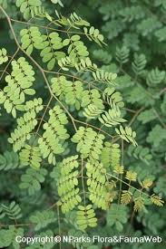 Image result for Caesalpinia ferrea