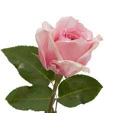 Miranda Rose Rose Spring Flowers Bloom