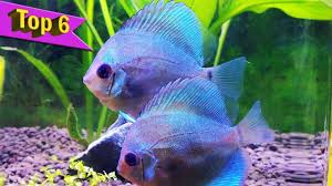 An Brilliant Blue Discus Variety Is Really Cool To Watch Aquariums Discusfish Discus Fish Tropical Freshwater Fish Discus