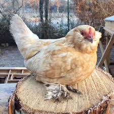 Check spelling or type a new query. 10 Chicken Breeds With Feathered Feet With Pictures Pet Keen