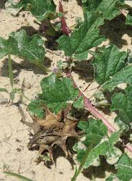 Image result for Harpagophytum procumbens