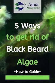Black Algae In Fish Tank How To Get Rid Of It How To Get Rid Of Black Beard Algae In 2020 Black Beards Beard Diy Fish Tank