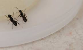 Are you looking for an effective way of eliminating ants in your home and the best trap to use? Never Failed Me Yet Ant Bait Clover And Thyme