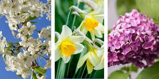 Maybe you would like to learn more about one of these? Planting For Four Season Colour Royal City Nursery