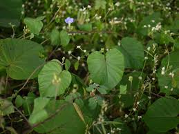 Image result for Ipomoea parasitica