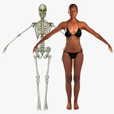 This post is part of a series called learn how to draw. Human Skeleton Female Skin Combo 3d Model 199 Ma Free3d