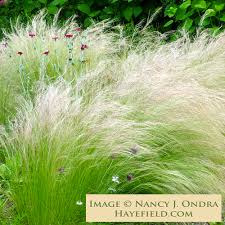 Image result for Polystachya tenuissima