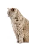 British Shorthair - Wikipedia