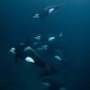 Orca populations and communities consist of pods. Https Encrypted Tbn0 Gstatic Com Images Q Tbn And9gcqjq8udgpazcp5mmubfj9jj4jslunohicwe2fkj8izt J Yhmnm Usqp Cau