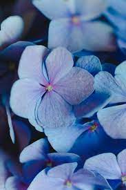 Our wide selection of blue papers ranges from pale sky blue all the way through to navy. Light Blue Flower Pictures Download Free Images On Unsplash