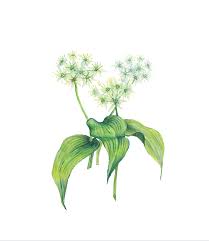 Snižuje také riziko mozkové mrtvice. Medvedi Cesnek Ucinky Uziti Pestovani Culina Botanica