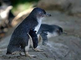 Little Penguin Bird Facts Eudyptula Minor Az Animals