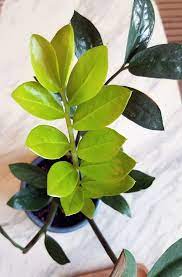 Zz Plant Zamioculcas Zamiifolia Care And Growing Guide Plant Care Houseplant Plants Zz Plant