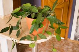 It is a creeping plant and popular with gardeners to add a touch of beauty to the garden. 6 Best Climbing And Vining Indoor Plants Definitely Worth Growing Florgeous