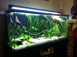Low Tech Planted Discus Tank Cool Fish Tanks Fish Tank Terrarium Fish Tank Decorations