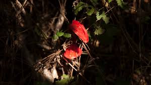 Im Wald mit sexhungrigen Männern, die cruisen, weil Grindr sie nervt