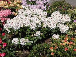 Picobello by heinrich könig & co. Rhododendron Hachmann S Picobello Rhododendron Hybride Hachmann S Picobello Baumschule Horstmann