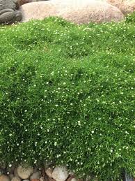 Image result for Commelina subulata