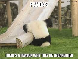 There Is A Reason Why Pandas Endangered Animals Funny Animal Pictures Funny Animals Cute Animals