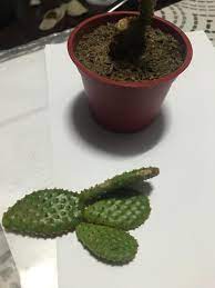 Hangman swollag, the famous moredhel craftsman, guarantees his work until the end of time. Cactus Arm Fell Off Bought This Three Days Ago And I Just Noticed Its Arm Fell Off Is This Normal And Can I Replant It Cactus
