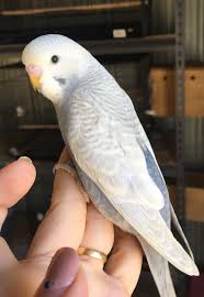 Mauve Clearwing Budgies Parakeet Budgerigar