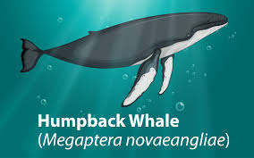 Young humpback whale (megaptera novaeangliae) sings in the water of vava'u, tonga. Buckelwal Im Tiefen Ozean 519070 Vektor Kunst Bei Vecteezy