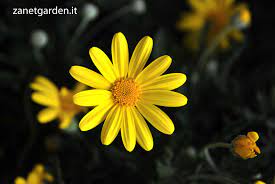 Le margherite sono uno dei principali simboli della primavera, infatti, è la primavera, si sa, è un nuovo inizio! Euryops Margherita Gialla A Fioritura Primaverile Margherite Gialle Fioriture Primaverili Margherite