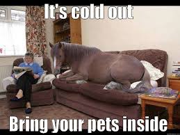 It S Cold Out Bring Your Pets Inside If You Re Cold They Re Cold Know Your Meme