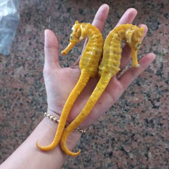 Cá ngựa chúa Phú Yên 18cm đến 30cm giá rẻ số 1 - Hải sản Như Hoa