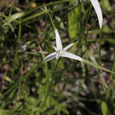 Image result for Rhynchospora rugosa