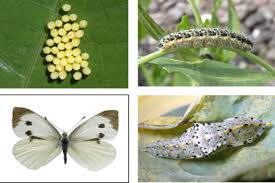 Check spelling or type a new query. How To Get Rid Of Cabbage Worms 2021 Grow Wherever