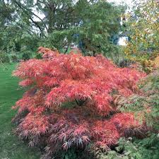 Check spelling or type a new query. Acer Palmatum Red Pygmy Tree Japanese Maple Tree Japanese Maple Japanese Garden