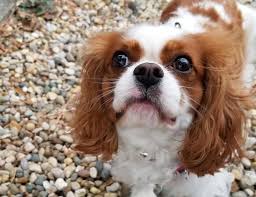 Cavalier King Charles Spaniel Breed Information Guide