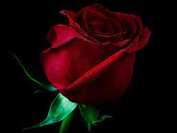 [Hình: images?q=tbn:ANd9GcSLUR1jOKreDdsa9h7IqUi...U&usqp=CAU]