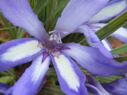 Image result for Babiana bainesii